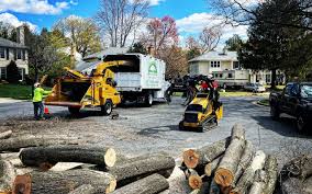 Leaf Removal in Santa Clara, NM