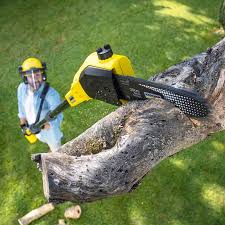 Best Sod Installation  in Santa Clara, NM
