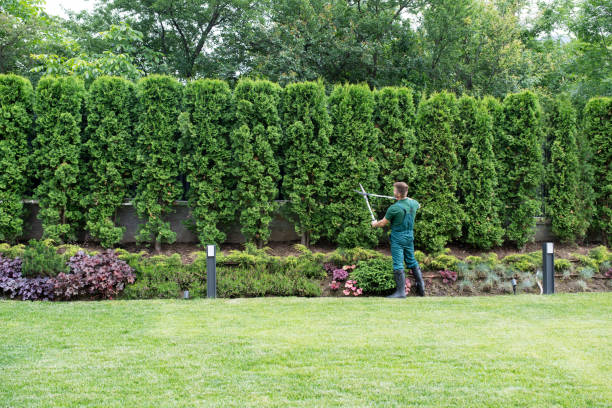 Best Lawn Renovation and Restoration  in Santa Clara, NM