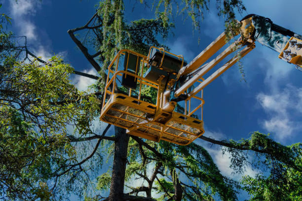 Best Tree Cabling and Bracing  in Santa Clara, NM
