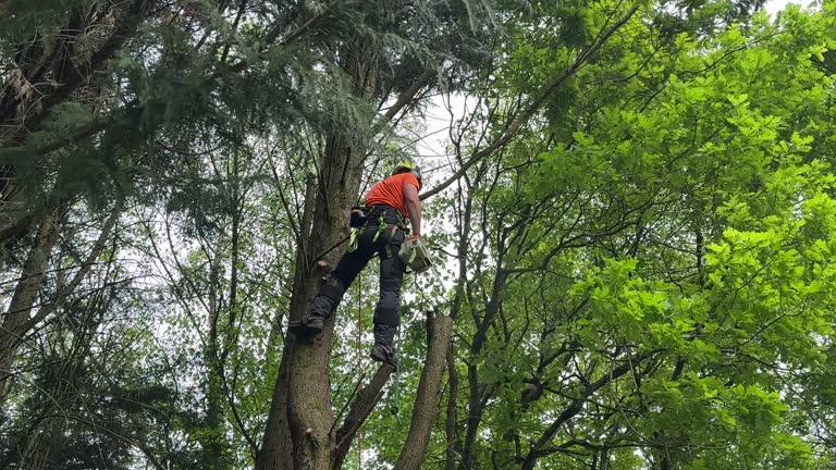 Best Tree Risk Assessment  in Santa Clara, NM