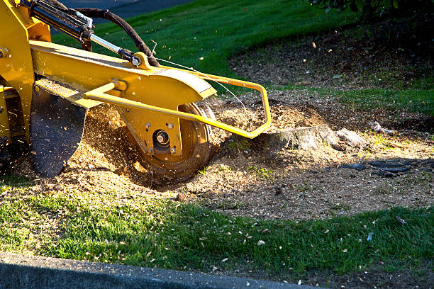 Best Utility Line Clearance  in Santa Clara, NM