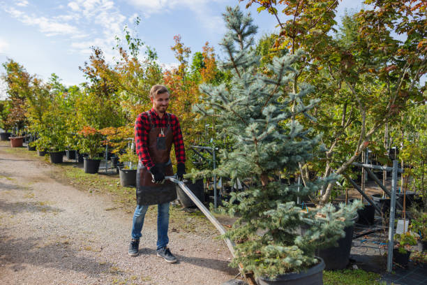 Best Pest Control for Lawns  in Santa Clara, NM