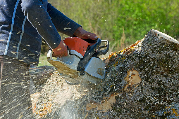 Best Tree Mulching  in Santa Clara, NM