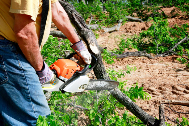 Best Tree Maintenance Programs  in Santa Clara, NM